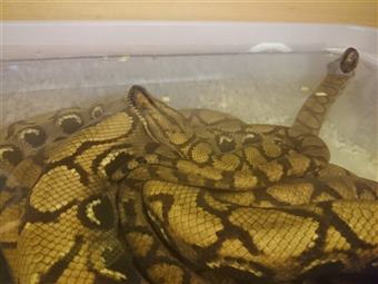 Brazilian Rainbow Boa