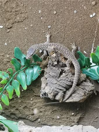 Spiny Tailed Monitor (Ackie)