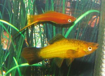 Swordtails