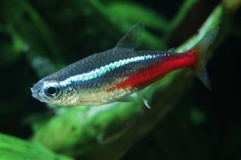 Neon tetra