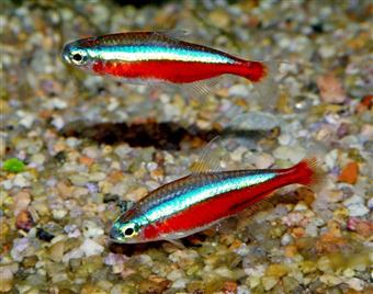 Cardinal tetra