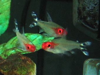 Rummy nose tetra