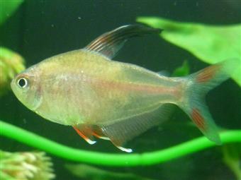 Rosy tetra