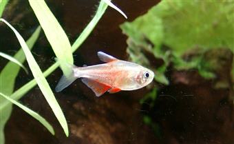 Flame tetra