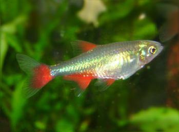 Bloodfin tetra