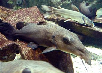 Girraffe Catfish