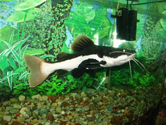 Red-tail Catfish