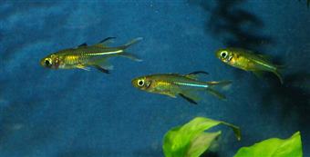 Celebes Rainbowfish