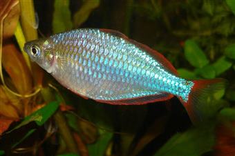 Dwarf Neon Rainbowfish