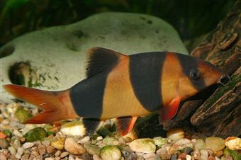 Clown Loach