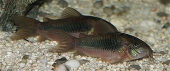 Bronze Corydoras