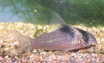 Bluespotted Corydorus