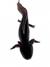 Black Axolotl