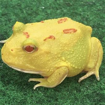 Horned frog (Pikachu)