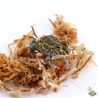 African bullfrog