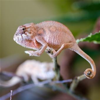 Panther Chameleon