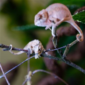 Panther Chameleon