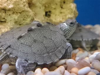 Map Turtle