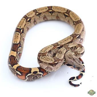 Common Boa