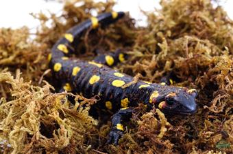 Fire Salamander