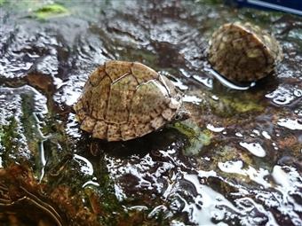 Razor-backed musk turtle