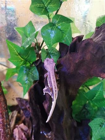 Crested Gecko (Lily white)
