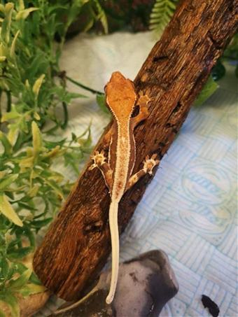 Crested Gecko (Lily white)