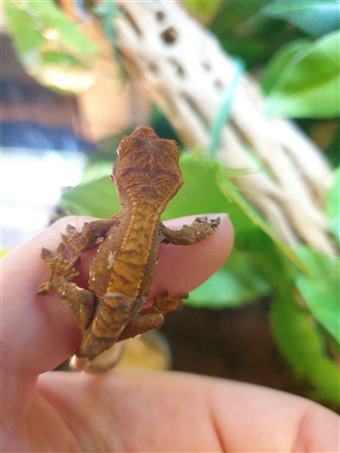Crested Gecko