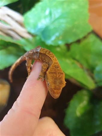 Crested Gecko