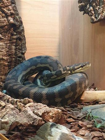 Coastal Carpet Python