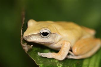 GOLDEN FLYING FROGS