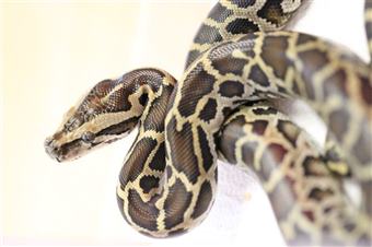Common Burmese Python