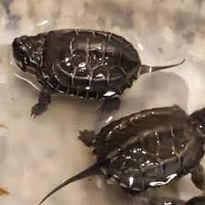 Reeves' Turtle