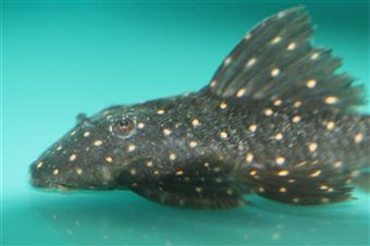 Galaxy Pleco (L-007)