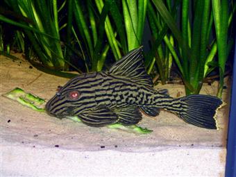 Royal Pleco (L-191)