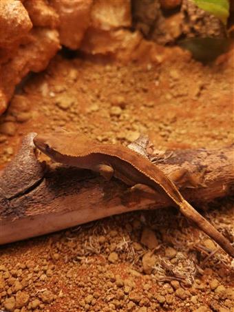 Crested Gecko (Mixed Morph) 