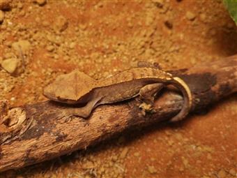 Crested Gecko (Mixed Morph) 