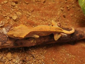 Crested Gecko (Mixed Morph) 