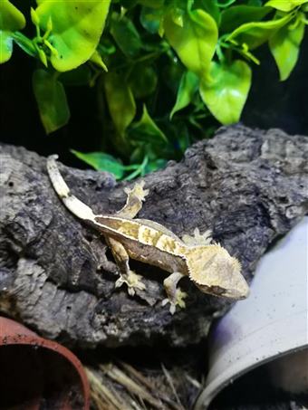 Crested Gecko (Harlequin)