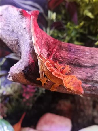 Crested Gecko (Harlequin)