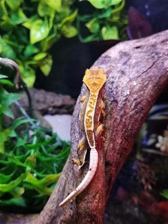 Crested Gecko (Harlequin)