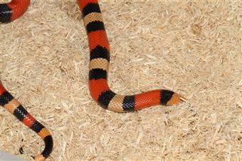 Pueblan milk snake