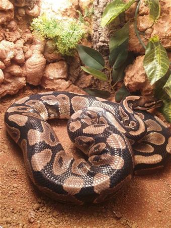 Royal Python (Normal)