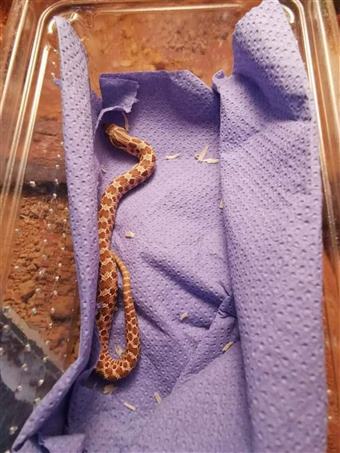 Western Hognose