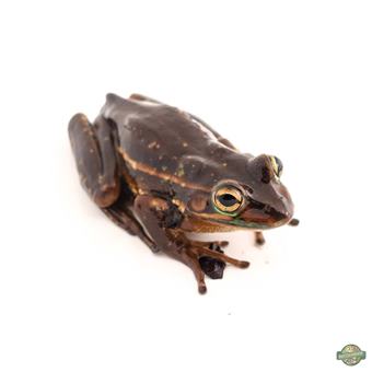 Golden Bell Tree Frog