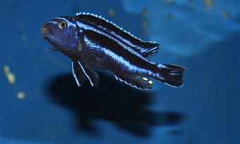 Maingano Cichlid