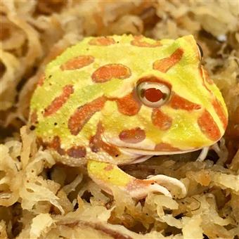 Horned Frog (Albino)