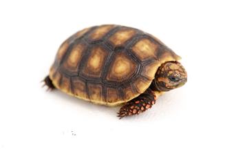 Red Foot tortoise
