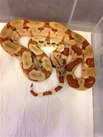 Super Hypo Nicaraguan Boa (Dwarf)