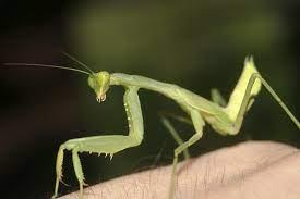 African Mantis